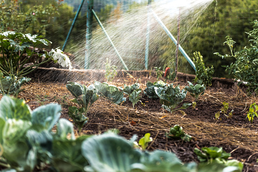 Watering Vegetable Garden in Summer at Dusk