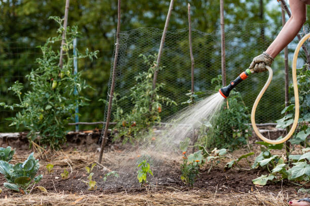 istock Watering Vegetable Garden in Summer at Dusk 1445179851