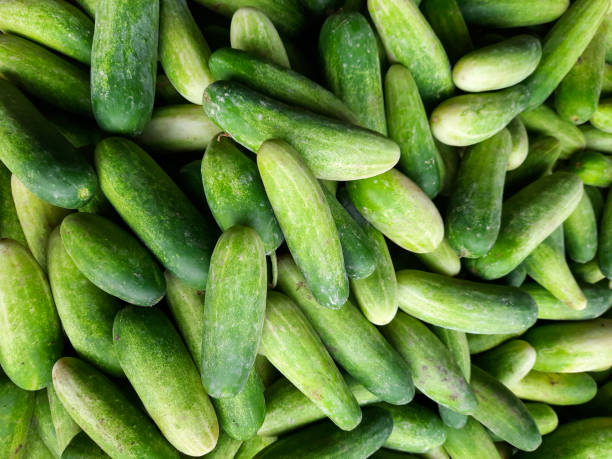 pile of cucumbers in the market stock photo