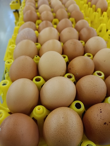 raw chicken eggs, neatly arranged on a yellow shelf, basic food shop