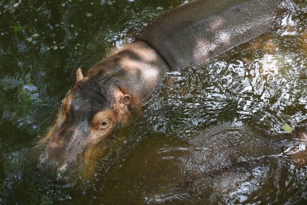 hipopotam pływa i odpoczywa w rzece - hippopotamus amphibian sleeping hippo sleeping zdjęcia i obrazy z banku zdjęć