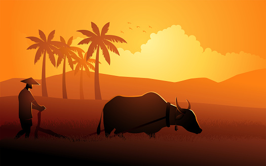 Southeast Asian farmer plowing paddy field using water buffalo, vector illustration