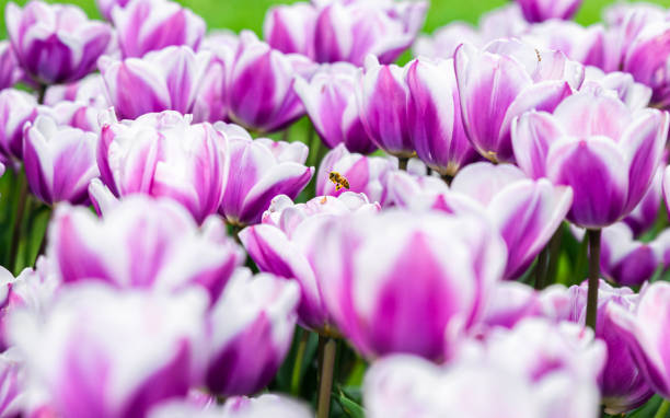 A bee on a tulip stock photo