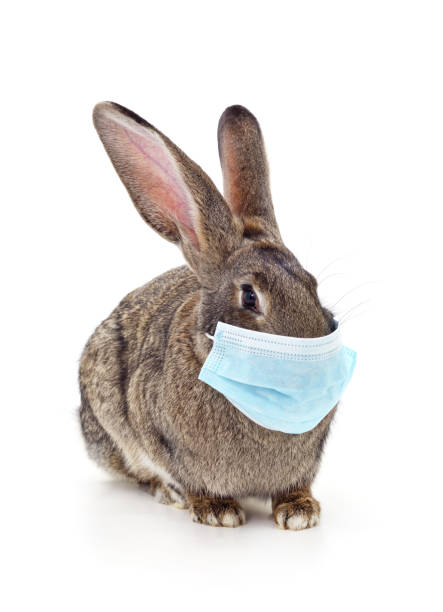 istock Rabbit in medical mask. 1445184704