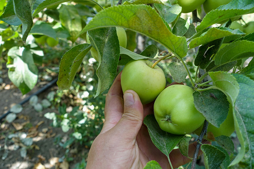 ripening fresh argentine sour apple, natural sour apple, argentina sour apple tree,