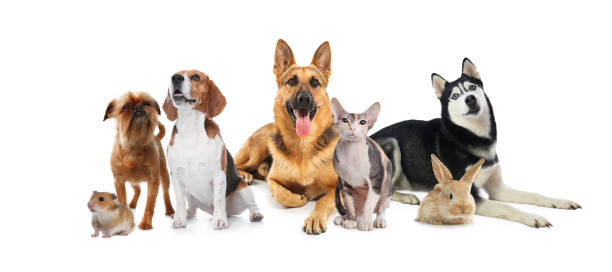 istock Group of cute pets on white background. Banner design 1445187157