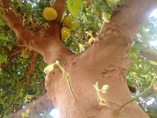 Jack tree, jackfruit, nangka, phanas, jak, Indian bread-fruit, plavu, pilavu or jaca (Artocarpus heterophyllus), is a tropical to subtropical evergreen tree belonging to the breadfruit, mulberry, or fig family (Moraceae), of the order Rosales.