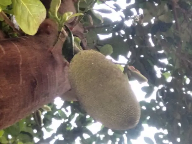 Jack tree, jackfruit, nangka, phanas, jak, Indian bread-fruit, plavu, pilavu or jaca (Artocarpus heterophyllus), is a tropical to subtropical evergreen tree belonging to the breadfruit, mulberry, or fig family (Moraceae), of the order Rosales.