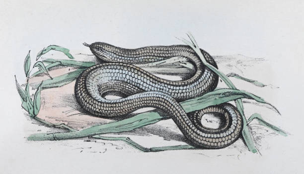 powolny robak, głuchy żmija lub leszczyna (anguis fragilis) - kolorowa ilustracja vintage - european adder illustrations stock illustrations