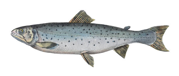 troć wędrowna (salmo trutta morpha trutta) - kolorowa ilustracja vintage na białym tle - trout fishing stock illustrations