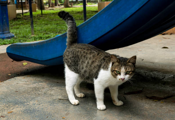 istock A cat walking at the playground. 1445188426
