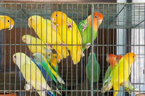 Parrot couple in love - lovebirds. Fischer's Lovebirds parrots close together in a cage. Two affectionate green Agapornis fischeri climbing and kissing in a cage and looking at camera.