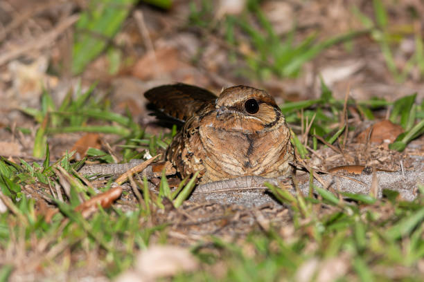 istock Common Pauraque (Nyctidromus albicollis) perched on the beach sand in early evening. 1445189538