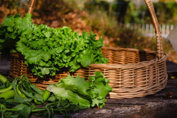 istock Still nature - Green vegetables in a basket 1445189972