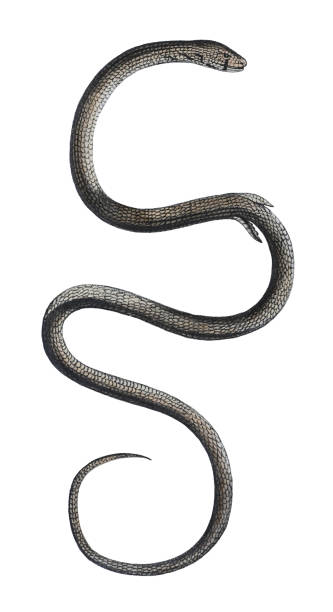istock Common scaly-foot (Pygopus lepidopodus) - vintage color illustration isolated on white background 1445190040