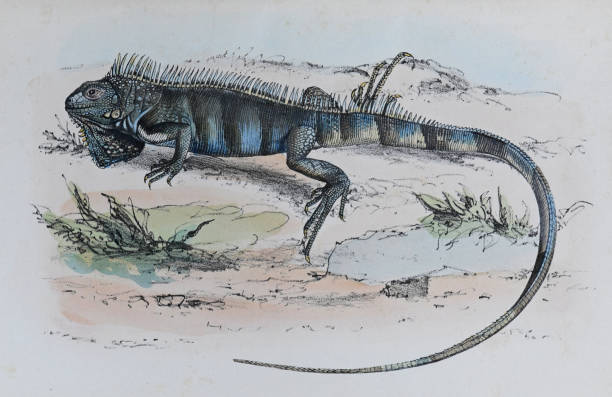 Vintage color illustration - Green iguana or American iguana (Iguana iguana)