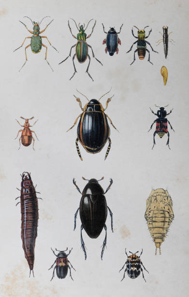 ilustraciones, imágenes clip art, dibujos animados e iconos de stock de colección beetle (coleoptera) - ilustración vintage en color - asnillo