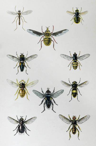 Mosquito and fly (Diptera) collection - vintage color illustration Vintage color illustration - Mosquito and fly (Diptera) collection hoverfly stock illustrations