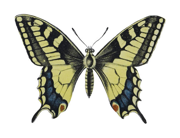 old world schwalbenschwanz oder gewöhnlicher gelber schwalbenschwanz (papilio machaon) - vintage-farbillustration isoliert auf weißem hintergrund - schwalbenschwanzfalter stock-grafiken, -clipart, -cartoons und -symbole