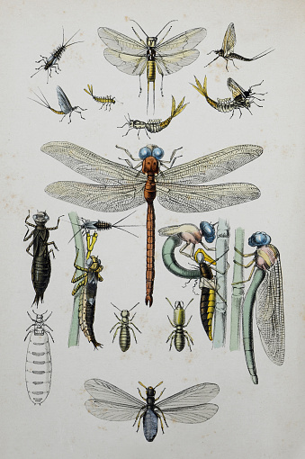 Vintage color illustration - Insect (Neuroptera) collection