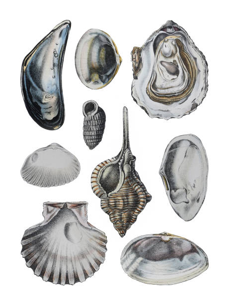 коллекция shell - винтажная цветная иллюстрация, изолированная на белом фоне - illustration and painting geologic time scale old fashioned wildlife stock illustrations