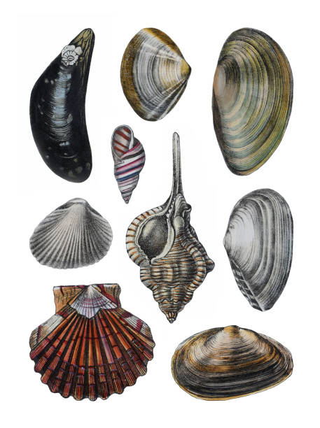 ilustraciones, imágenes clip art, dibujos animados e iconos de stock de colección shell - ilustración vintage en color aislada sobre fondo blanco - filter feeder