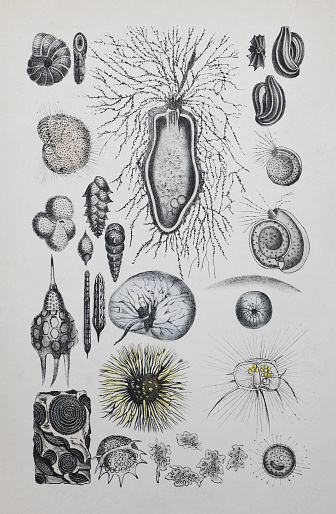 Vintage color illustration - Single-celled eukaryotes (Protozoa) animals