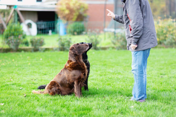 istock Two retiever dog doing obedience training with their owner 1445191232