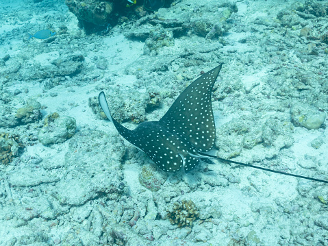 Whitespotted eagle ray or Aetobatus narinari in the depths of the Indian ocean, Maldives, travel concept