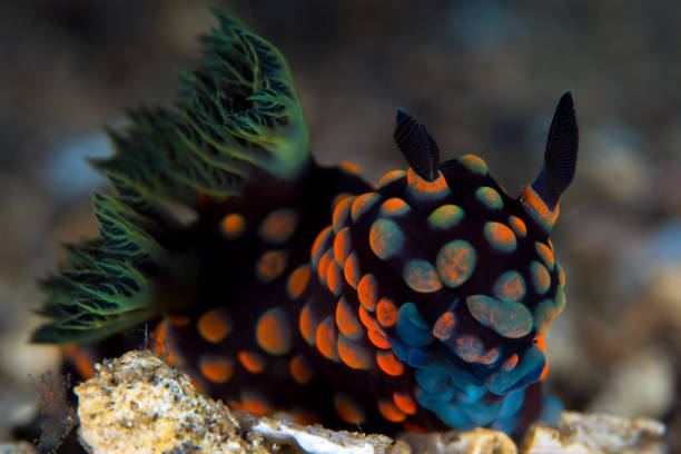 istock Colorful nudibranch Seaslug on Coral reef 1445191602