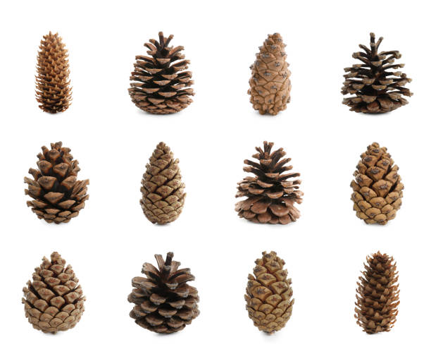 istock Set with beautiful pine cones on white background 1445191740