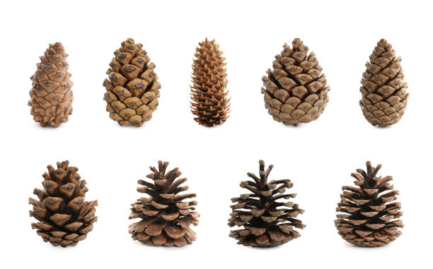 istock Set with beautiful pine cones on white background 1445191746