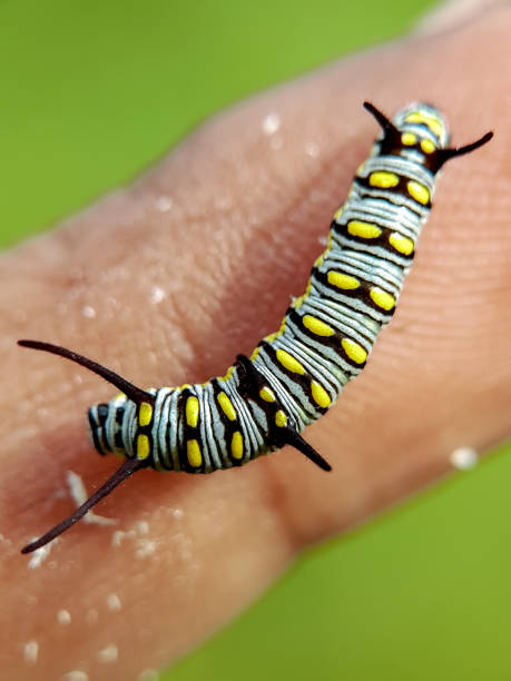 istock Vannesa Cardui. Insect. Macro photography 1445193163