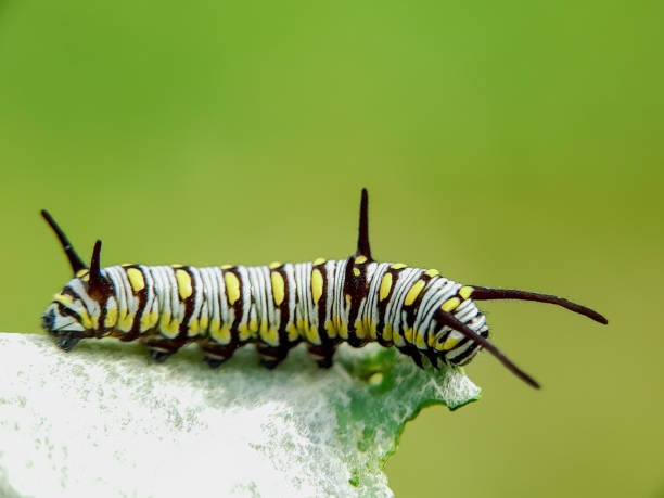 istock Vannesa Cardui. Insect. Macro photography 1445193202