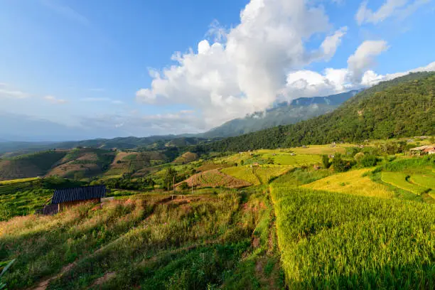 Photo of Landscape of Pa Pong Piang Rice Terraces with homestay on mountain,