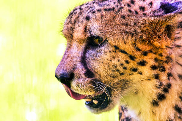 A handsome cheetah is perched on a log against a blurred background