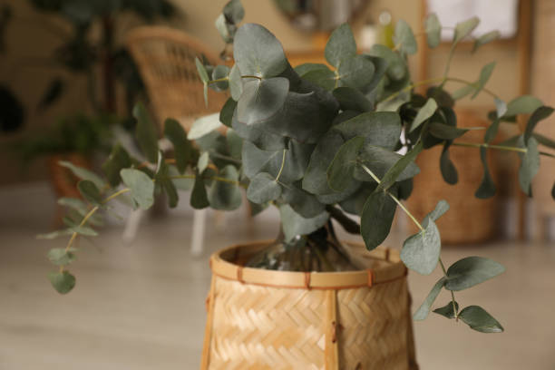 istock Beautiful eucalyptus branches in wicker stand indoors, closeup. Interior design 1445195389