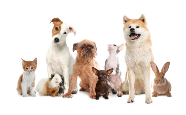 istock Group of cute pets on white background 1445196809