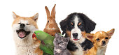 istock Group of cute pets on white background. Banner design 1445196818