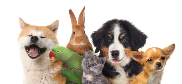 group of cute pets on white background. banner design - animais de estimação imagens e fotografias de stock