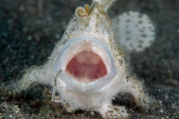 pez rana peludo en el estrecho de lembeh - pez rana del estrecho -antennarius striatus - straited fotografías e imágenes de stock