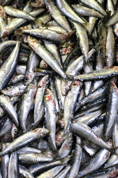 close up de sardinhas frescas recém-pescadas vendidas no mercado de peixe - fundo, textura, conceito de peixe saudável e rico em ómega 3 - ómega 3 - fotografias e filmes do acervo
