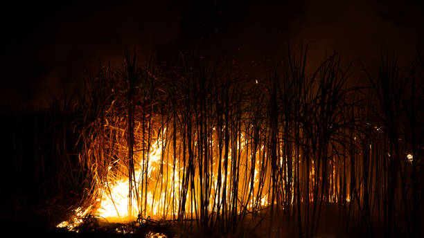 istock Sugar cane is burned to remove the outer leaves around the stalks before harvesting 1445198842