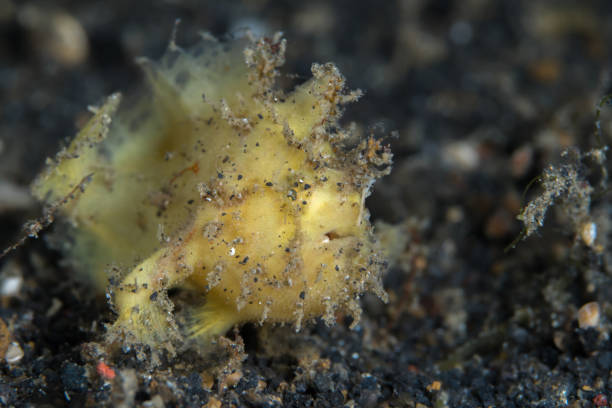 pez rana peludo en el estrecho de lembeh - pez rana del estrecho -antennarius striatus - straited fotografías e imágenes de stock