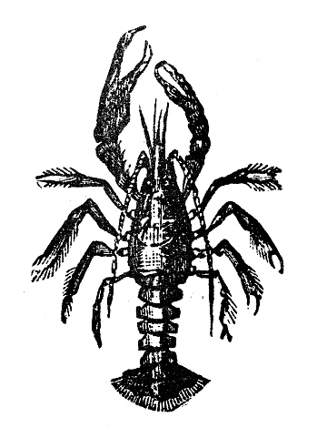 Antique engraving illustration: Crayfish
