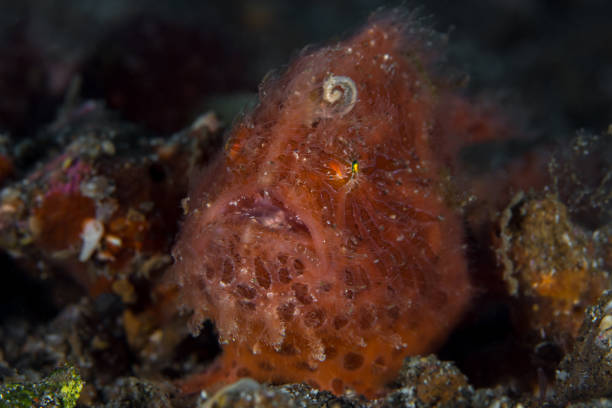 pez rana peludo en el estrecho de lembeh - pez rana del estrecho -antennarius striatus - straited fotografías e imágenes de stock