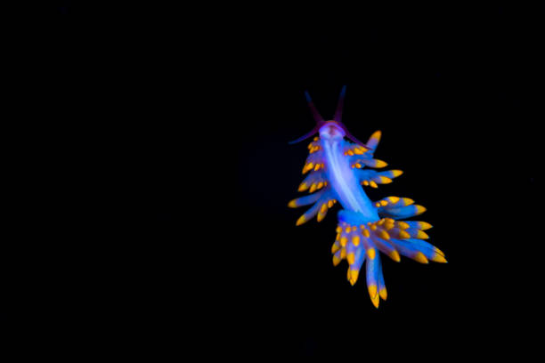 Beautiful nudibranch making its way across healthy coral reef