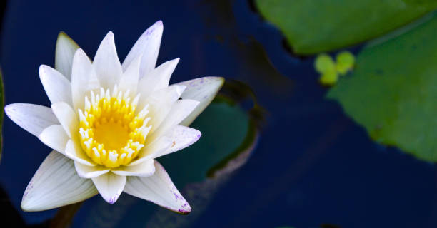 istock White lotus with yellow stamens blooming on calm water surface. Blurred background. Copy space.  cover design template for book, magazine, website 1445201039
