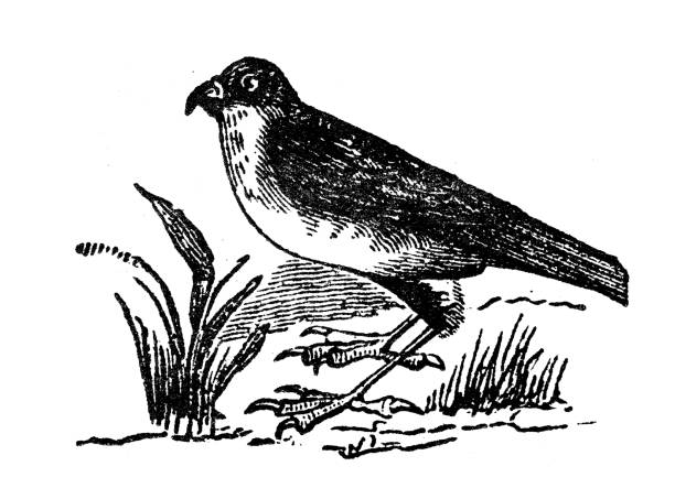 ilustrações, clipart, desenhos animados e ícones de ilustração antiga da gravura: sparrowhawk - retro revival old fashioned animal sparrowhawk