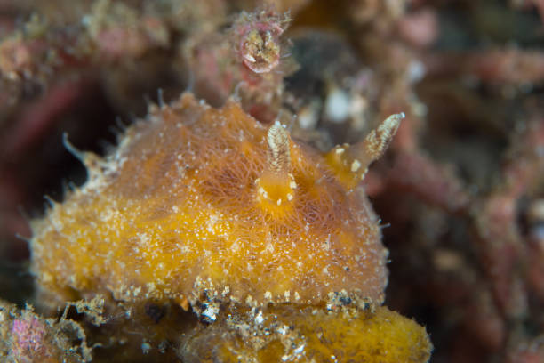 istock Colorful nudibranch Seaslug on Coral reef 1445201386